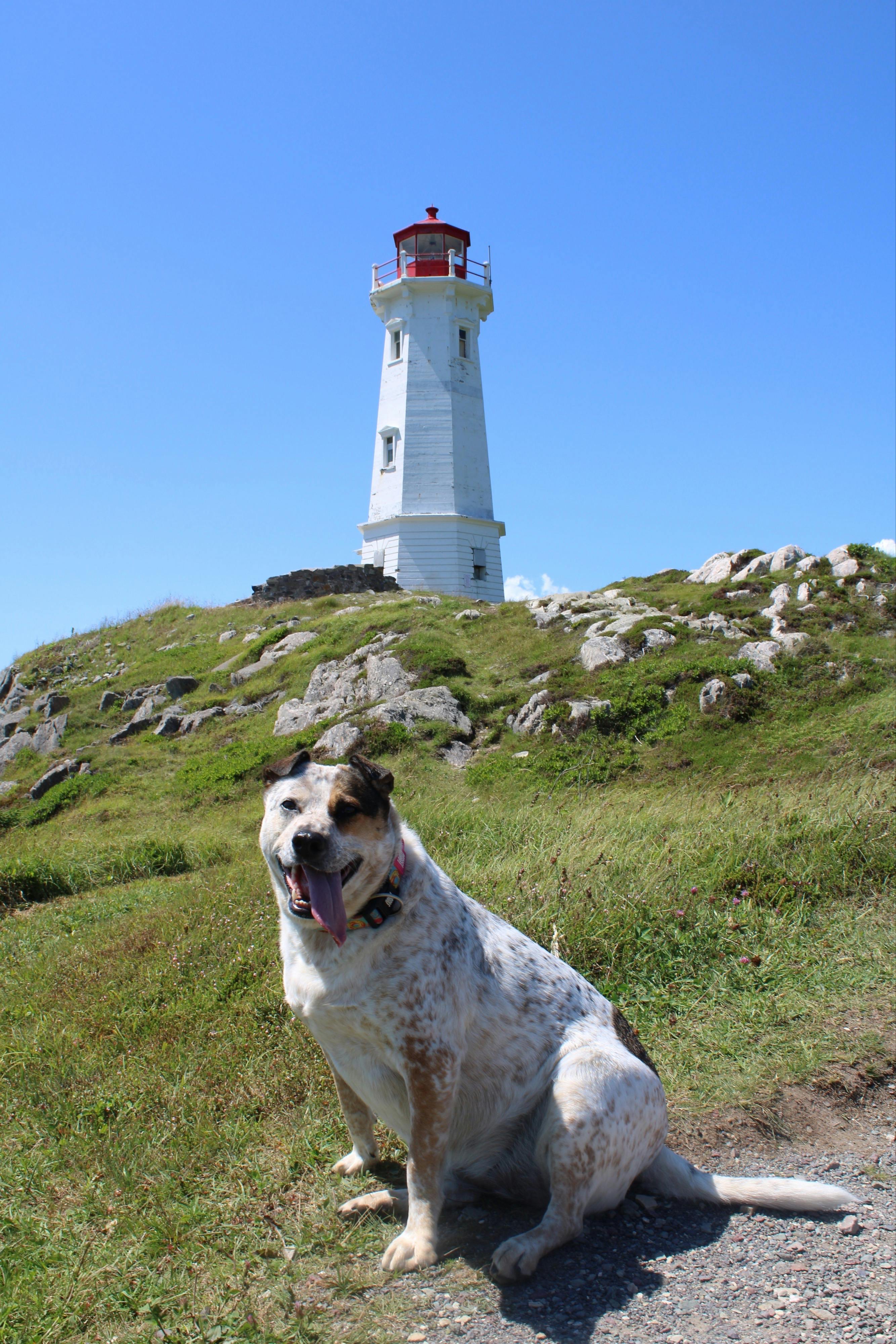 Documenti di viaggio per il cane