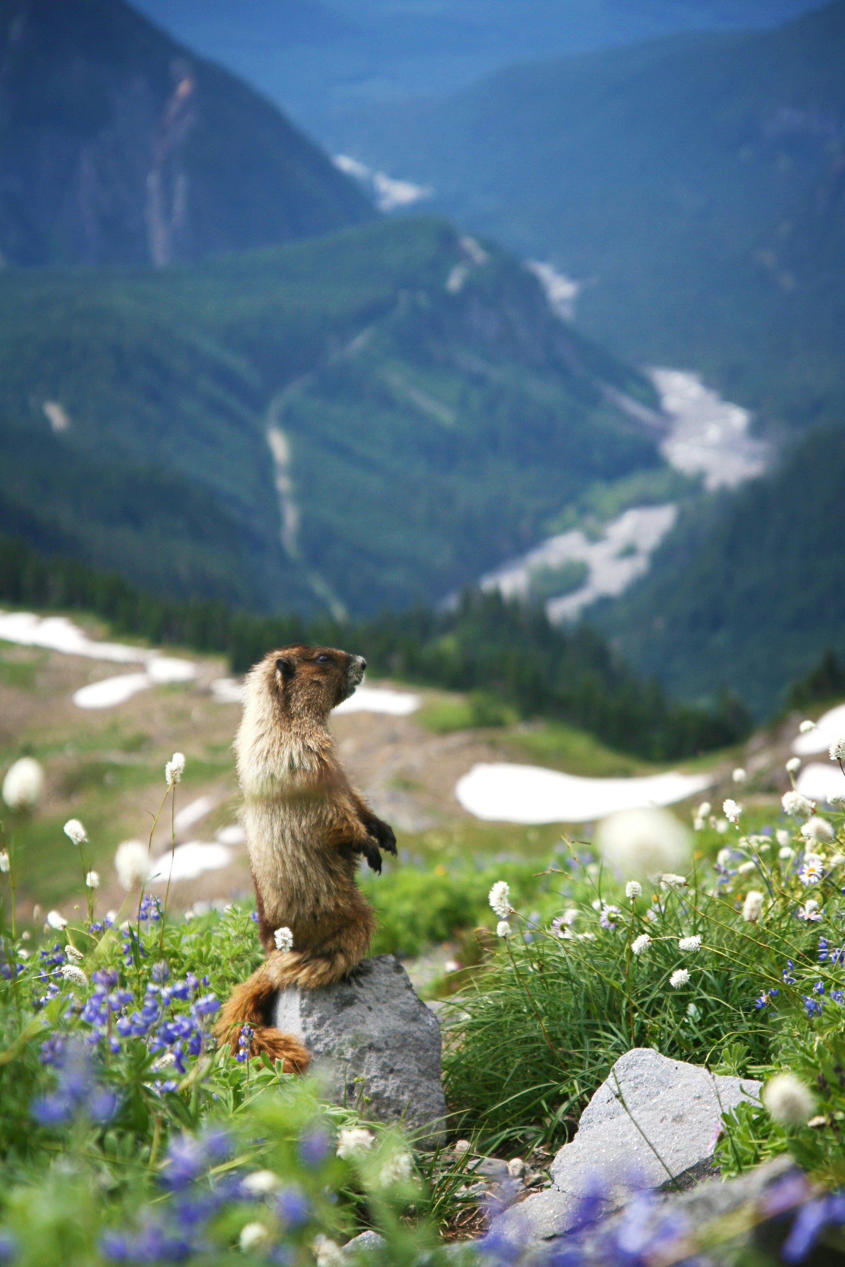 Giorno della marmotta Canada