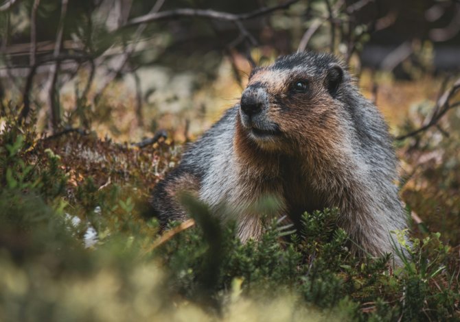 Wiarton Willie Canada